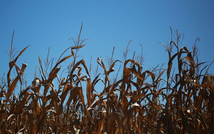 Самоудобряющаяся кукуруза: стартап из MIT угрожает индустрии объемом $80 млрд