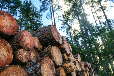 Сколько сможет заработать хозяин частного леса в России