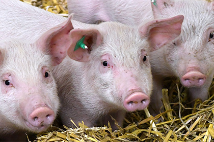 Созданы неуязвимые для респираторных вирусов свиньи