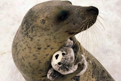 «Обнимашки» японского тюленя со своей игрушечной копией растрогали соцсети