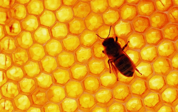 Глубокое обучение и iPhone: как пчеловод спасает своих пчел от клещей