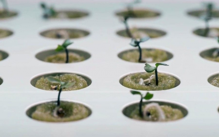 Клубничные берега: умные агротехнологии становятся «домашними»