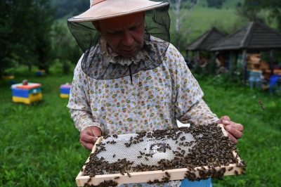 Как начать заниматься пчеловодством