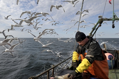 Росрыболовство: Зарплаты рыбаков уступают только финансистам и нефтяникам